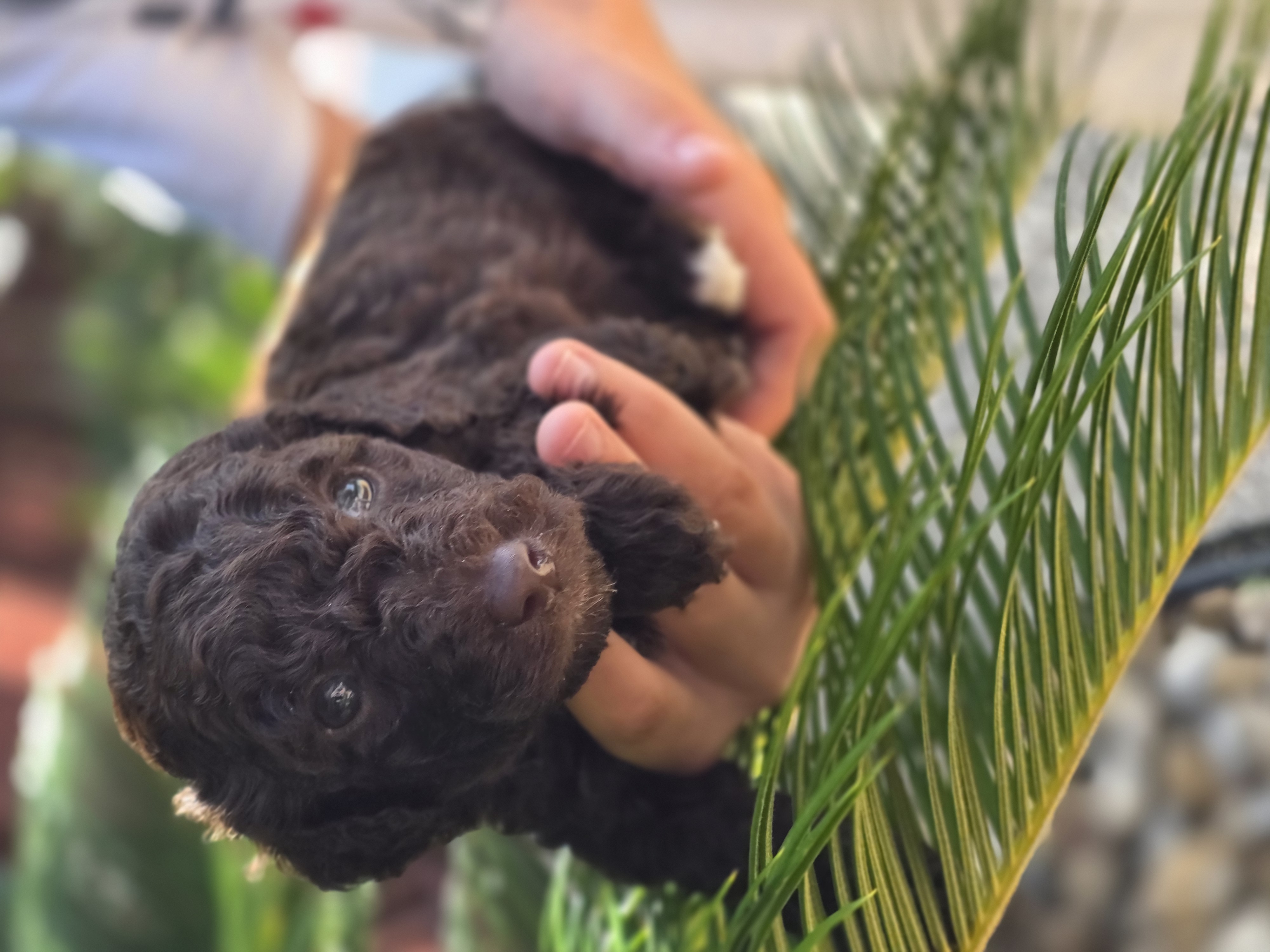 Maple, a chocolate mini Australian Labradoodle puppy